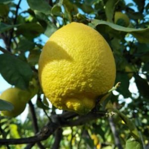 לימון, עץ הדר