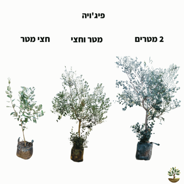 פיג'ויה