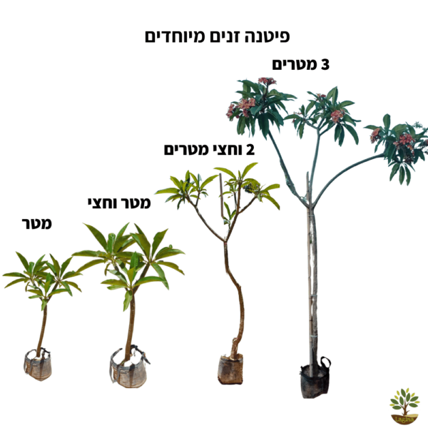 פיטנה זנים מיוחדים